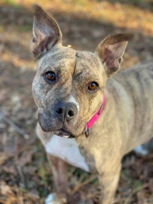 Adoptable Dogs MILA | youluckydogrescue.org