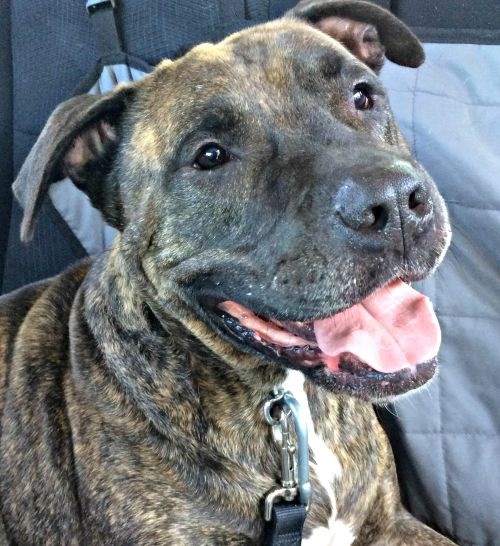 Adoptable Dogs Sheldon